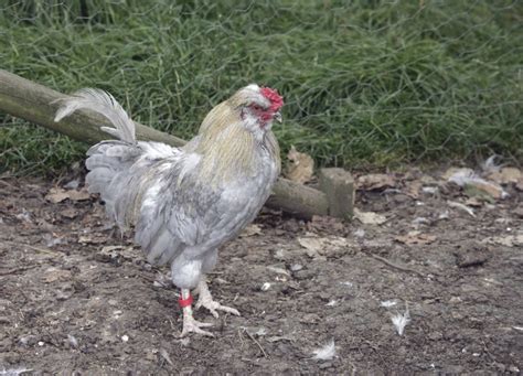 Araucana Chicken Guide: All Your Questions .